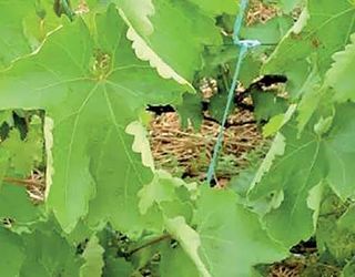 Виноград виносить найбільше поживних елементів із ґрунту навесні та влітку